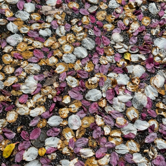 🌷 MOVING SALE !! 🌷 - Picture 7 of 14